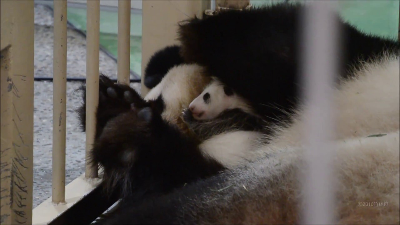 【生後1ヶ月♪】🐼パンダの赤ちゃん♥だいじに抱っこする良浜ママに感動♪【一般公開中】 Happy New Panda Baby!!
