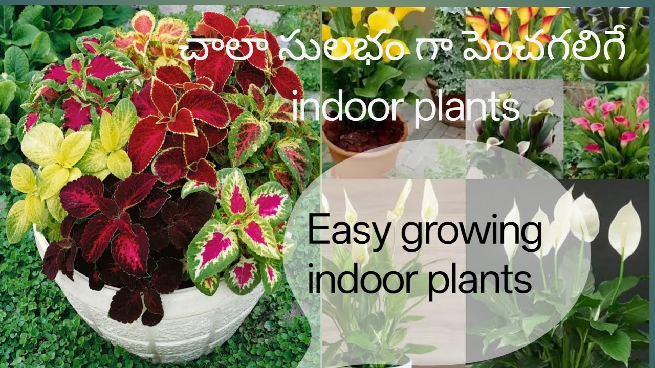 Best indoor plants #Easy to grow 
