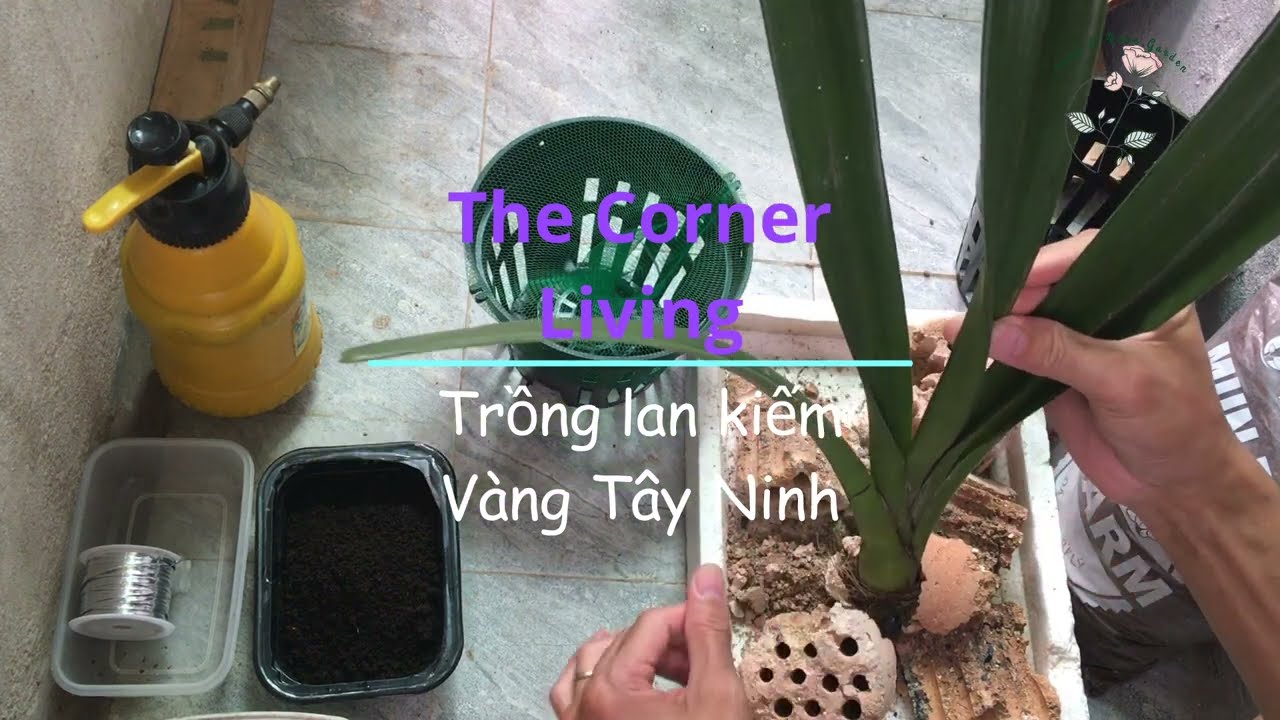 Trồng lan kiếm vàng Tây Ninh đơn giản bằng xỉ than