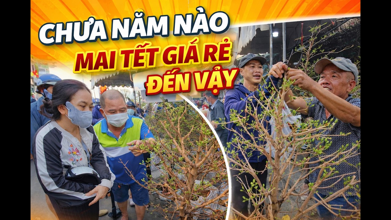 Chiêm ngưỡng cây mai 800k xứng đáng đồng tiền bát gạo khách chốt liên tục một năm nhà vườn thắng lớn
