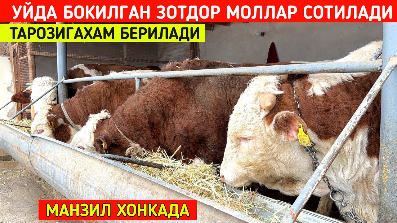 СОТИЛДИ ТЕЛЕФОН КИЛМАНГ ❌