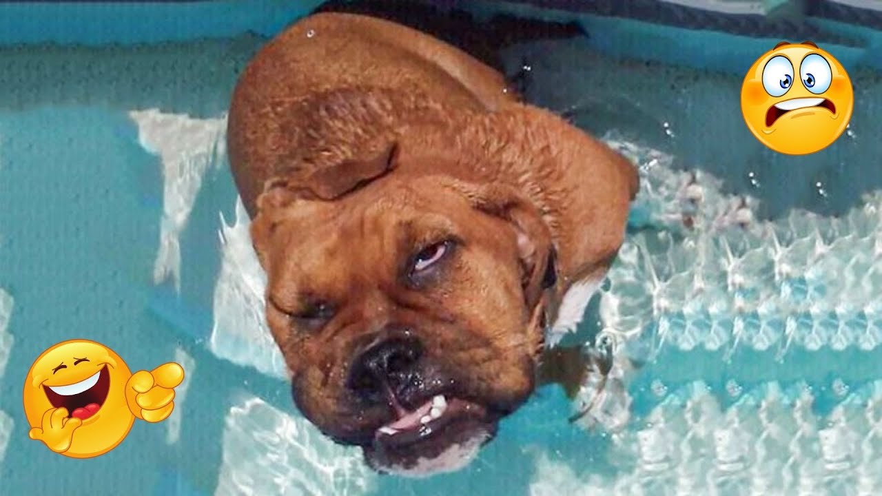 This Funny Dog Compilation Will Crack You Up 😂🐶 Funniest Animals of 2026