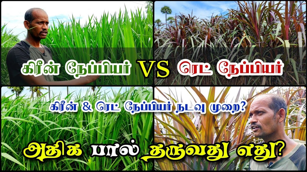 கிரீன் நேப்பியர் vs ரெட் நேப்பியர் || அதிக பால் தருவது எது? ||