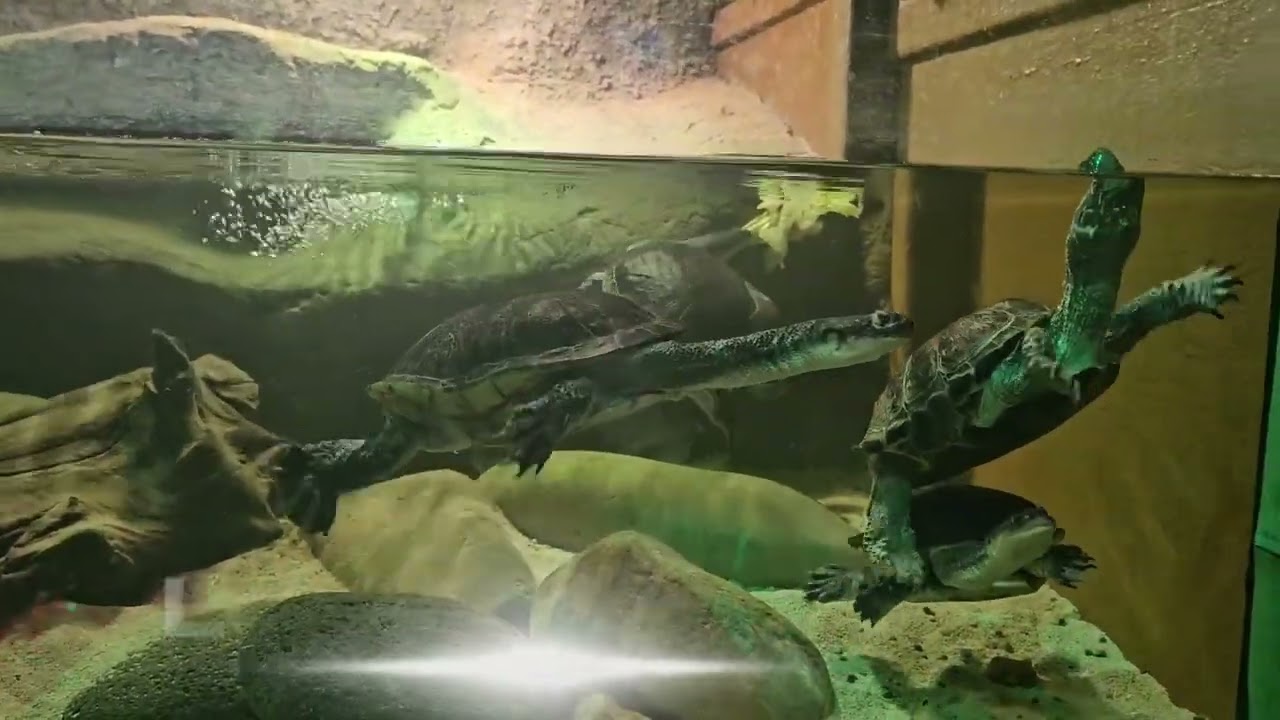 Long neck turtle, put down theirs names in the comment section