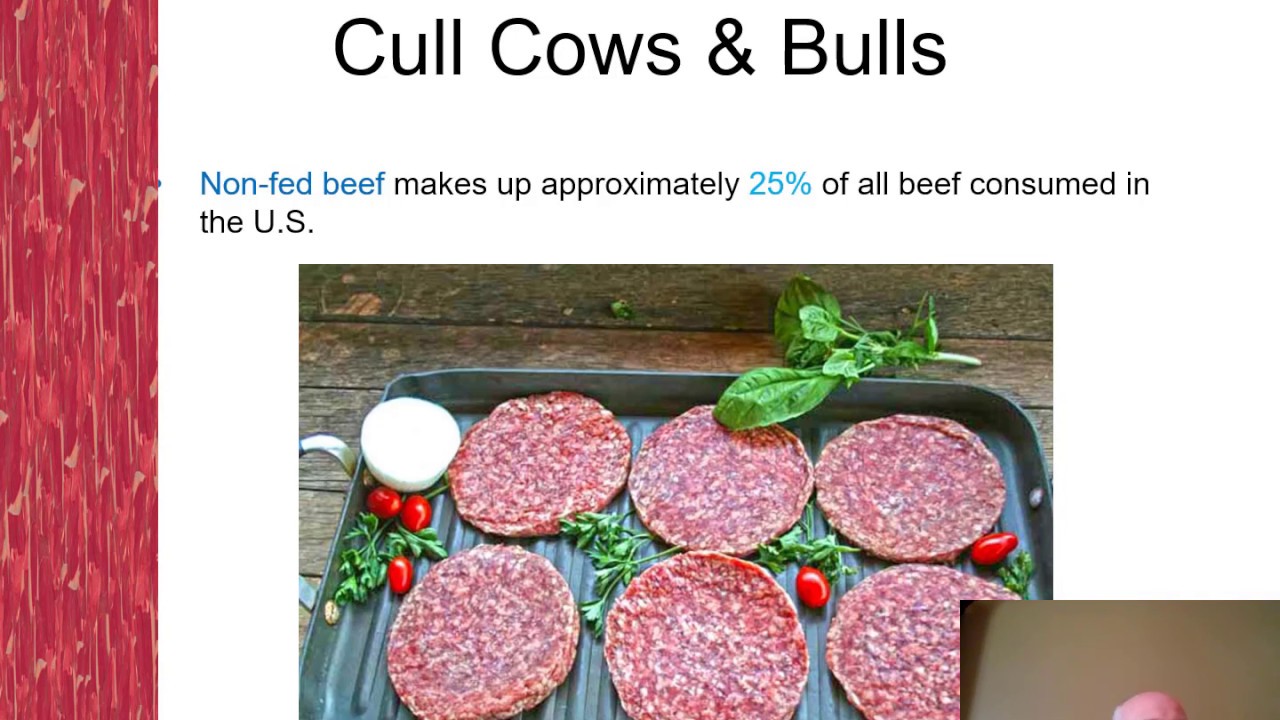 Feeding Cull Cows; Exploring the opportunity for additional income with Dr. Steve Boyles
