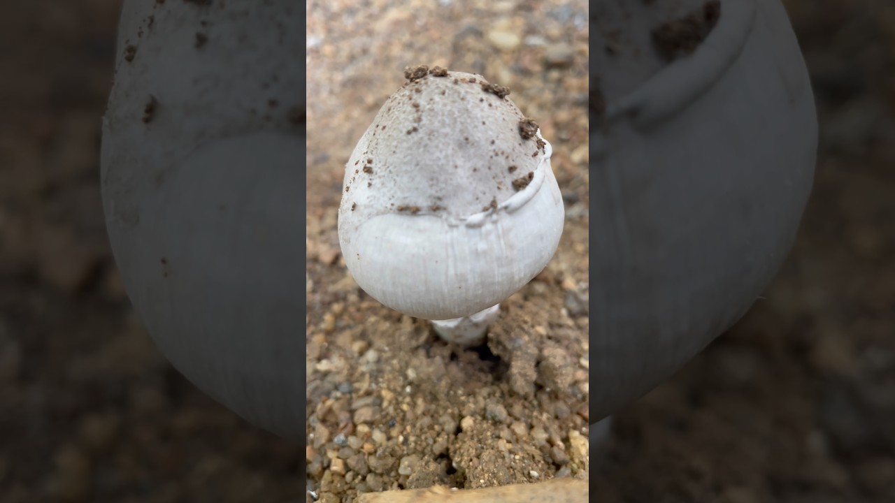 What is this? 