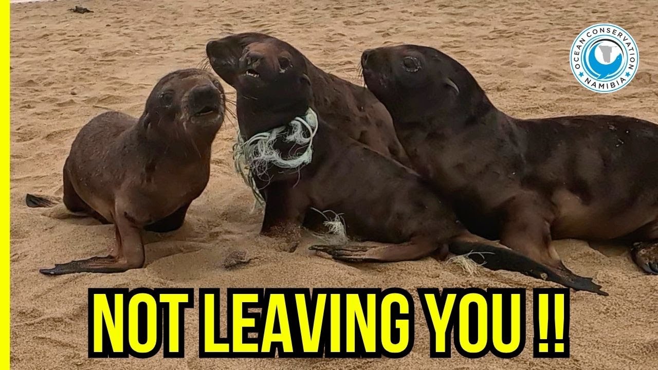 Friends Help Friends in Need - Seal Pups Protect Injured Friend During Rescue