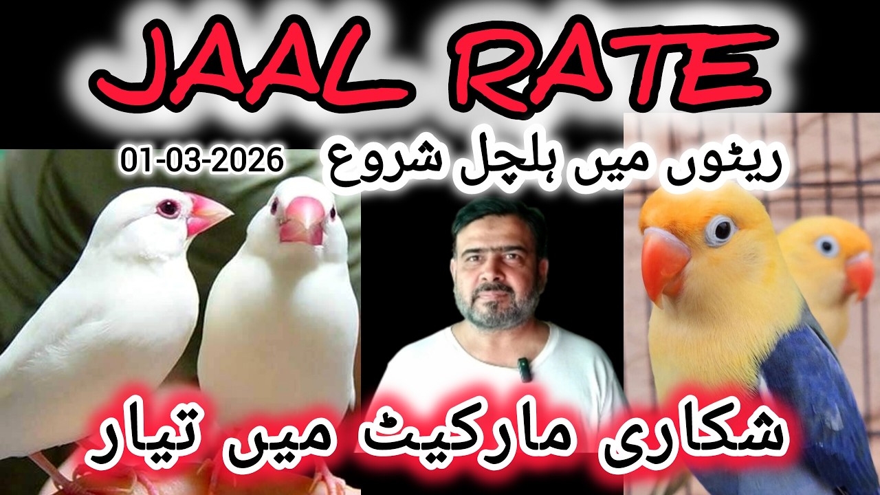 Jaal Rate 01-03-2026 | Birds Prices in Pakistan | Lalukhet Birds Market | Cheapest Birds Market