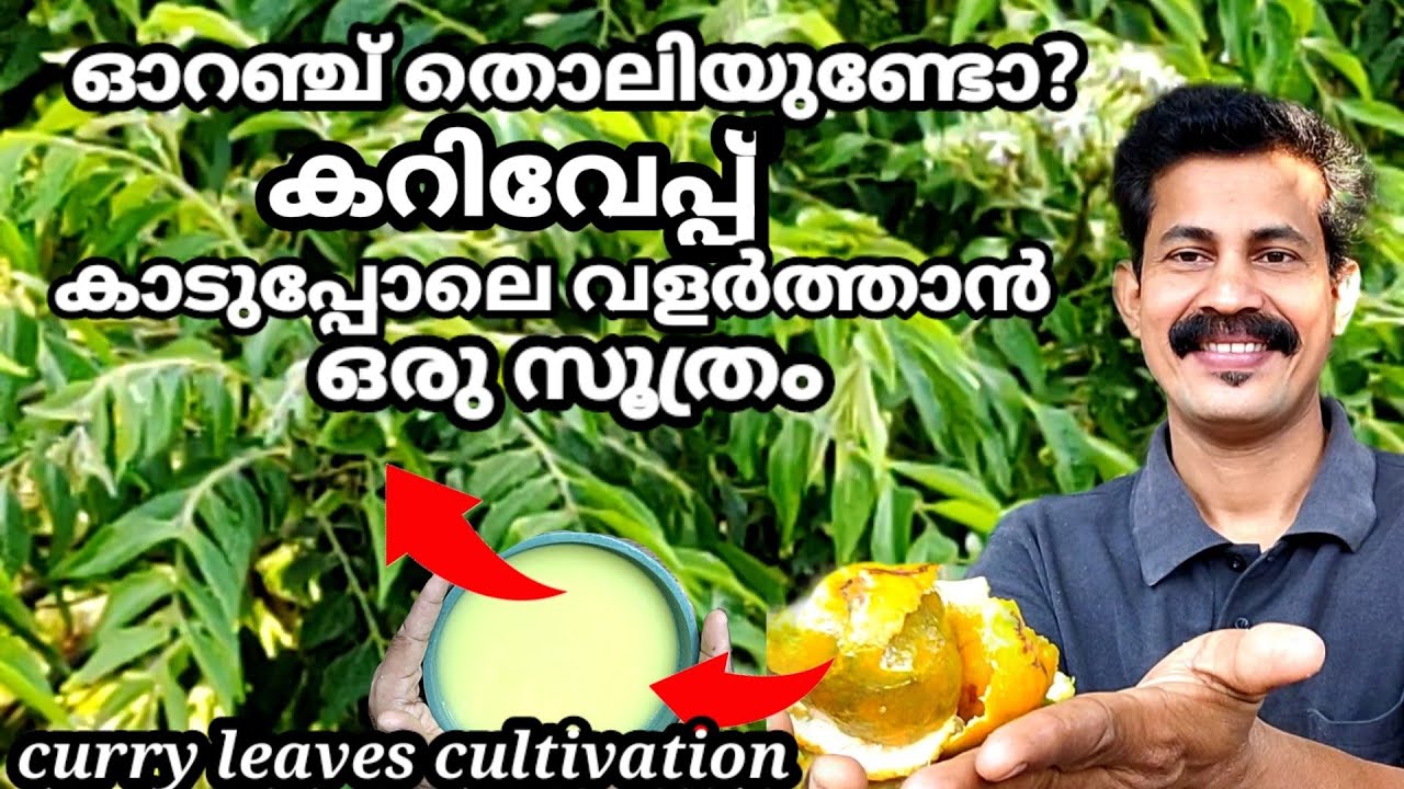 കറിവേപ്പ് പെട്ടന്ന് വലുതാകാൻ ഓറഞ്ച്തൊലി കൊണ്ടൊരു സൂത്രം curryleaves fast growing tip Btech mix media
