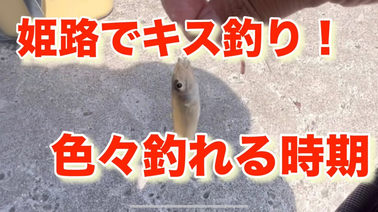 姫路でキス釣り！いろいろな魚が釣れる時期！