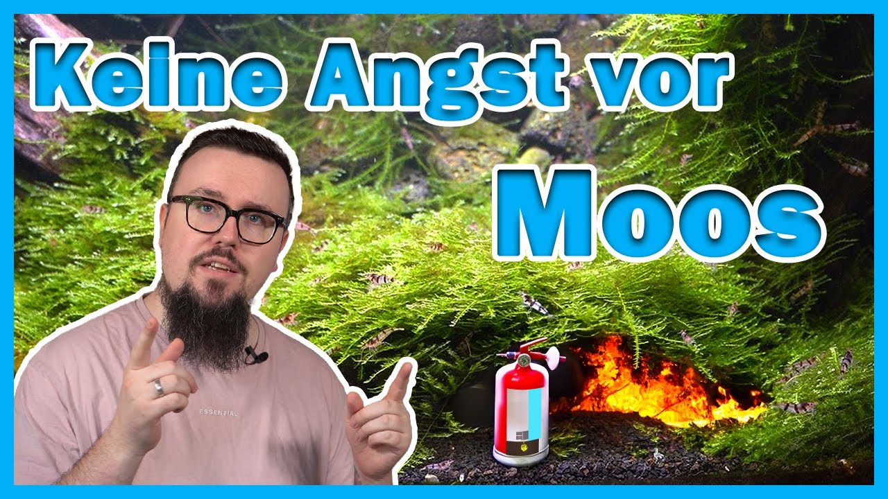 Einfacher geht der Moosrückschnitt nicht!