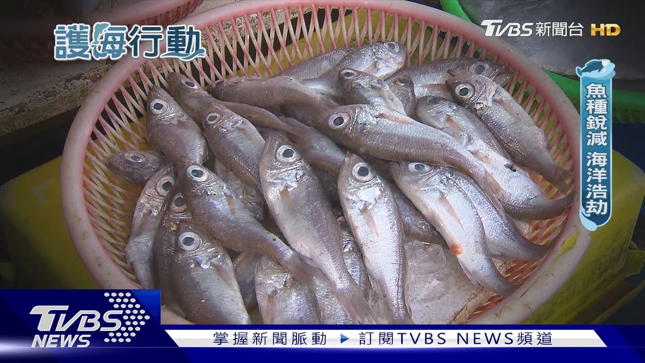 過度捕撈漁產浩劫! 臺灣恐成「無魚之島」｜護海行動｜TVBS新聞 @TVBSNEWS01