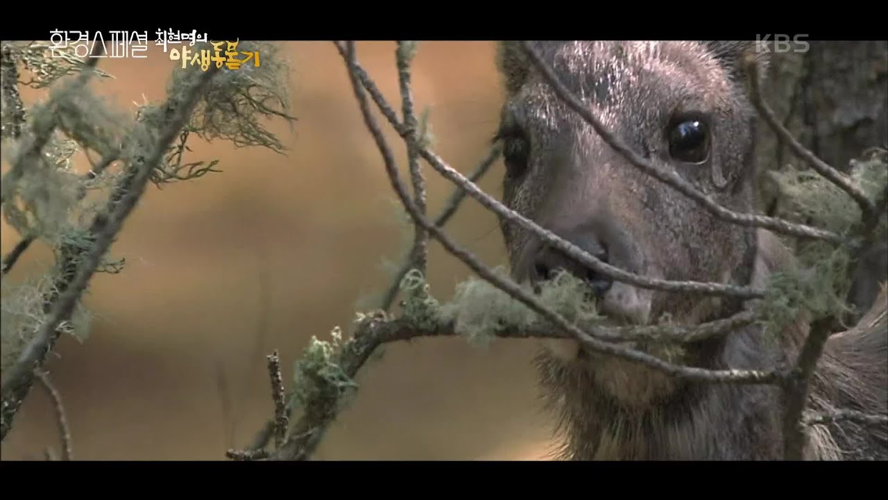 사향 때문에 무분별한 밀렵의 대상이 되었던 사향노루 [UHD 환경스페셜] | KBS 210624 방송