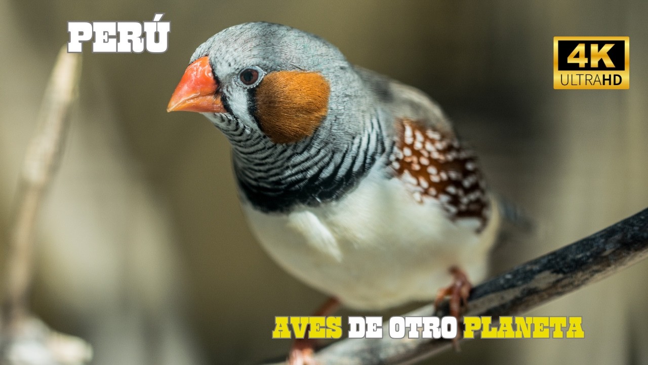 PER&Uacute;: Aves Hermosas Y LEGENDARIAS | DOCUMENTAL Episodio 1