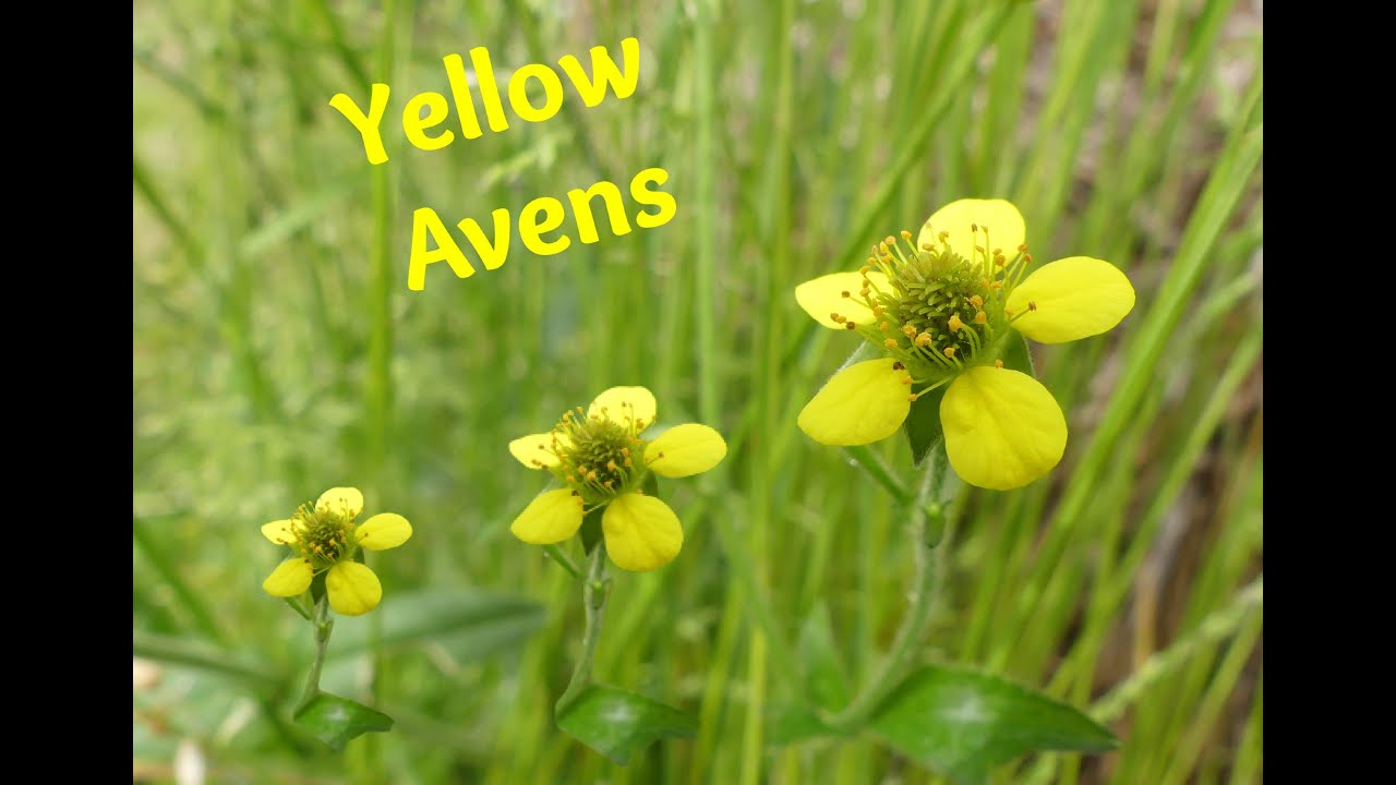 Edible Yellow Avens Identification