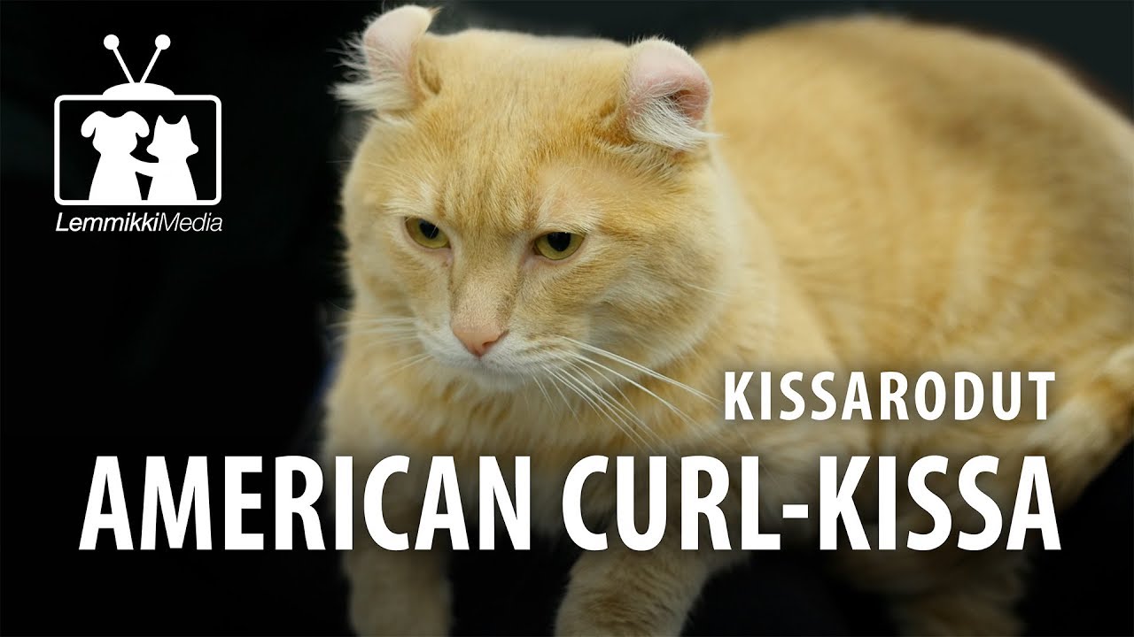 Kissat - American Curl -kissa