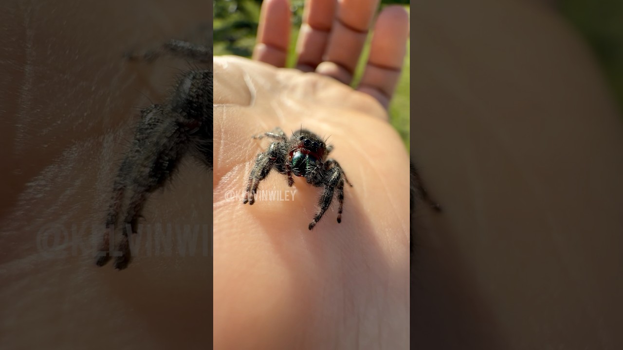 Adorable Female Bold Jumping Spider!