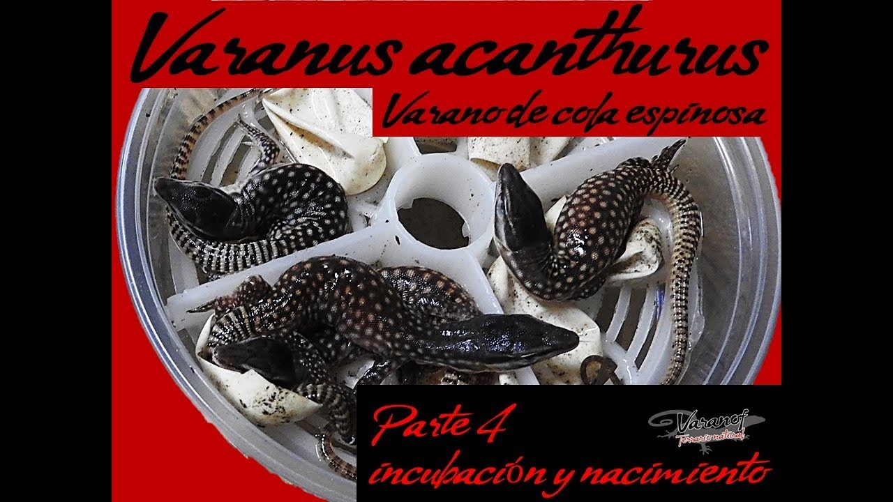 Varanus acanthurus  Varano de cola espinosa  Parte 4  Incubación y nacimiento. 🦎🦎🦎🦎