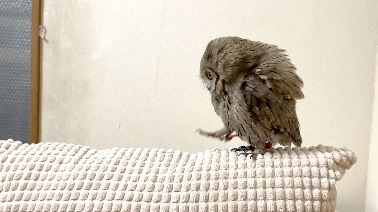 よちよち歩き集
