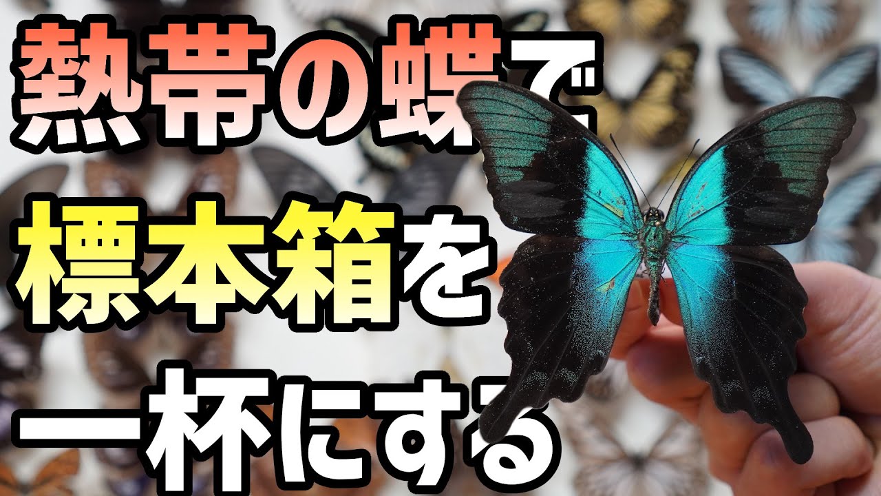 大量の蝶で標本箱を一杯にしたら滅茶苦茶キレイだった！【昆虫標本】