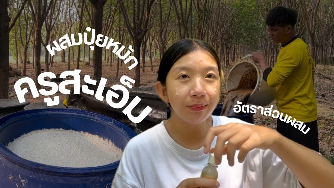 VLOG #34 ผสมปุ๋ยหมัก สูตรซุปเปอร์-เอ็ม ครูสะเอ็ม ไว้ใช้ฉีดพ่นต้นยางพาราตายนึ่ง เปลือกแตก ไม่สมบูรณ์