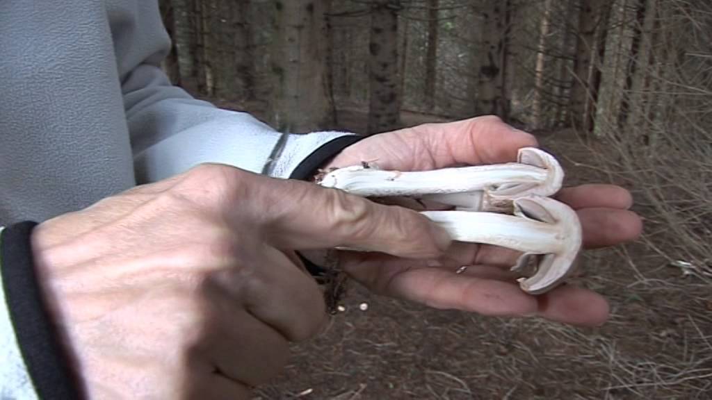 Agaricus Sylvaticus @ Conoscere i funghi 03.10.2014
