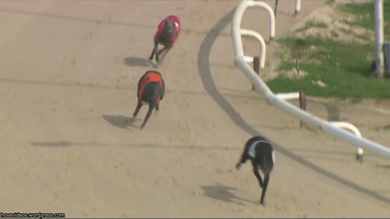 Hove Greyhound Trials 9/3/26