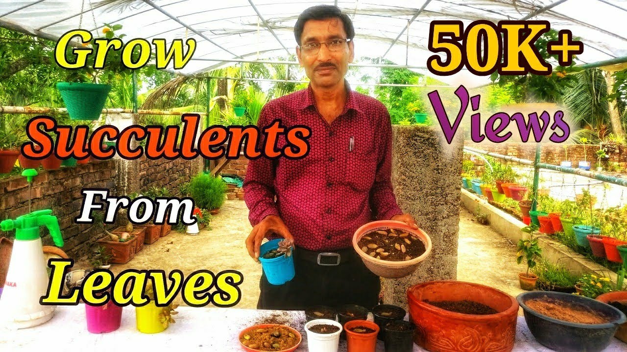 Grow Succulents from Leaves Directly. Succulents leaf Propagation method.