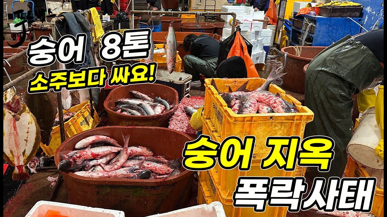 숭어 8톤 폭탄이 수산시장에서 터지면 생기는일~  노량진수산시장 20260319