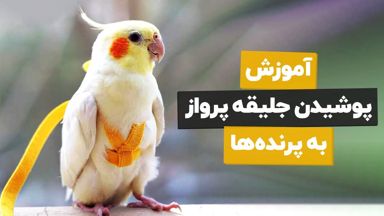 جلیقه پرواز طوطی چیه و چه جوری ازش استفاده کنیم؟