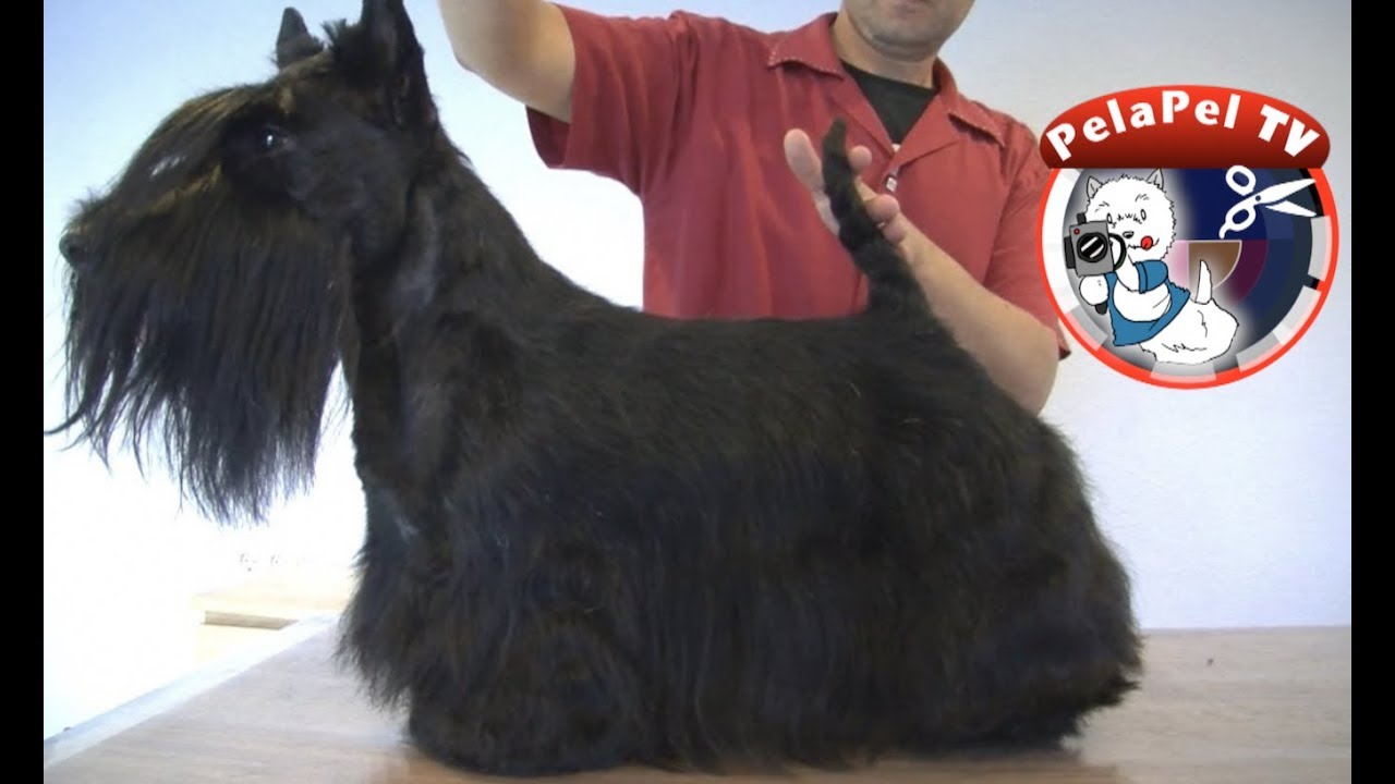 PELUQUERÍA CANINA SCOTTISH TERRIER -  HAND STRIPPING REALIZADO POR ALEJANDRO FRONTERA
