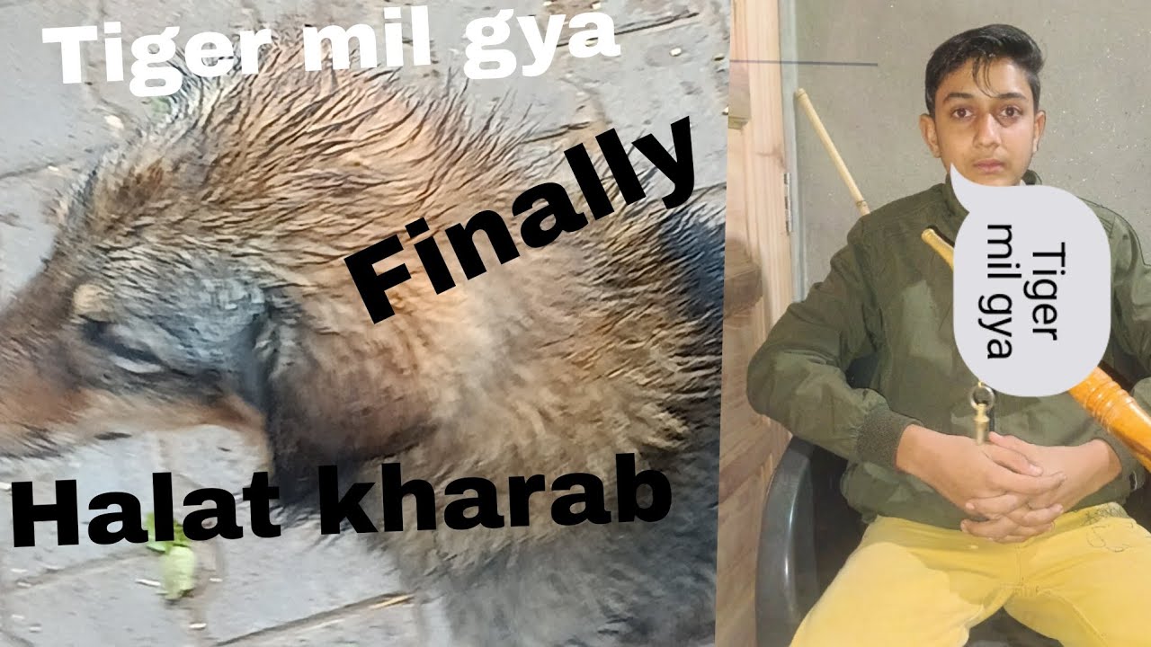 Tiger mil gya 😃😃😃