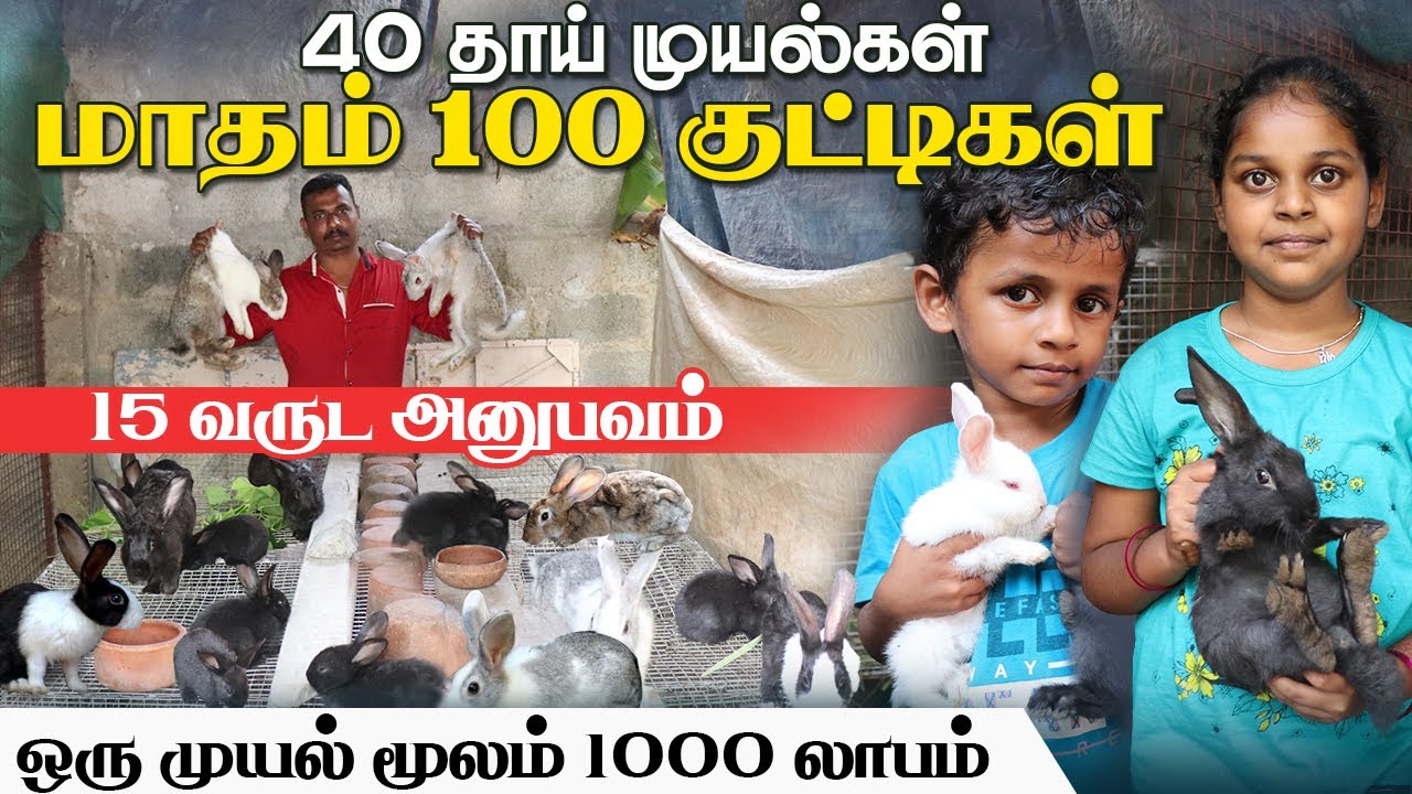 முயல் வளர்ப்பில் மாதம் 30000 வருமானம் பெற என்ன வழி விளக்கும் பண்ணையாளர்.