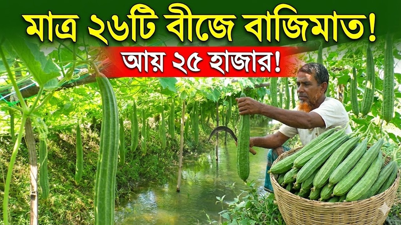 মাত্র ২৬টি বীজে ২২ হাজার টাকা লাভ! ঘেরের পাড়ে মাচা পদ্ধতিতে ঝিঙ্গে চাষ | Jhinge Chash