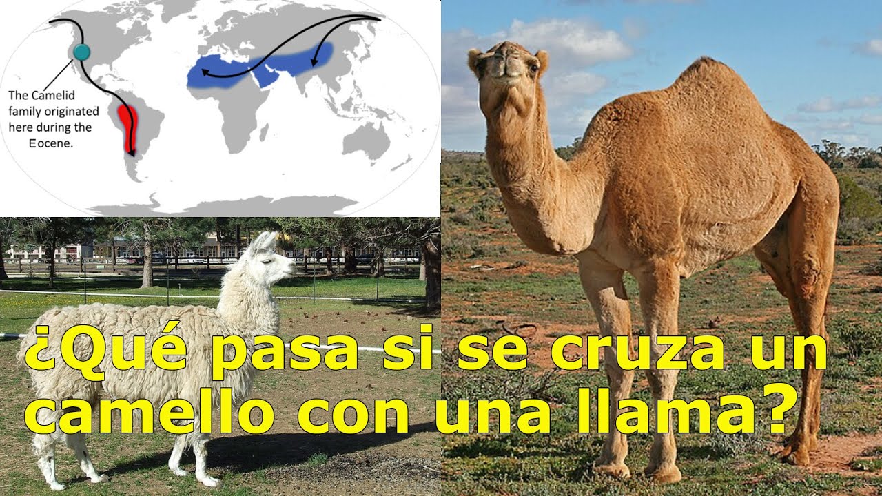 Cama: el híbrido entre camello y llama que desafía la naturaleza