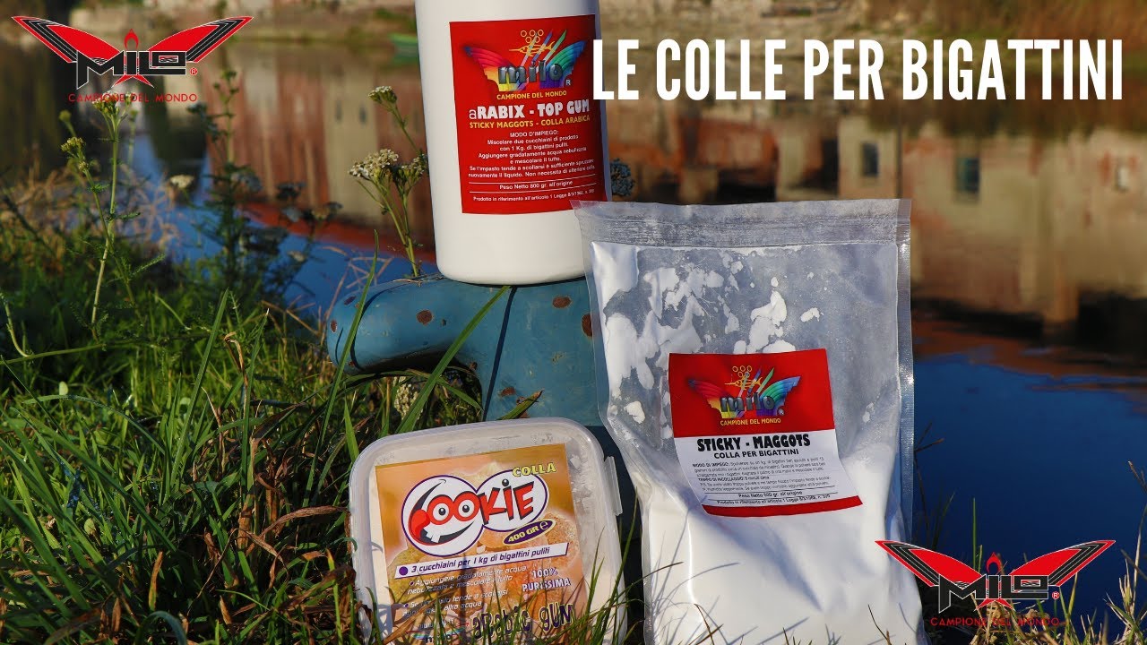 MILO TV - Colla per Bigattini
