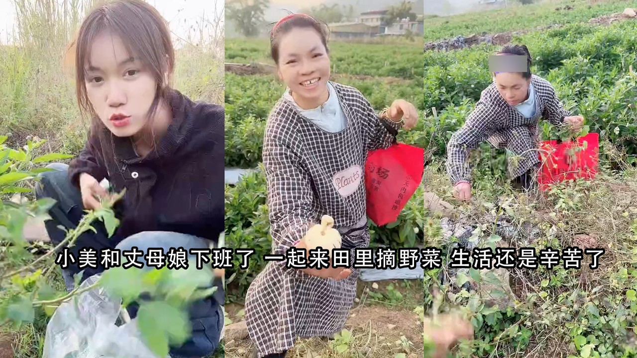 小美和丈母娘下班了 一起来田里摘野菜 生活还是辛苦了