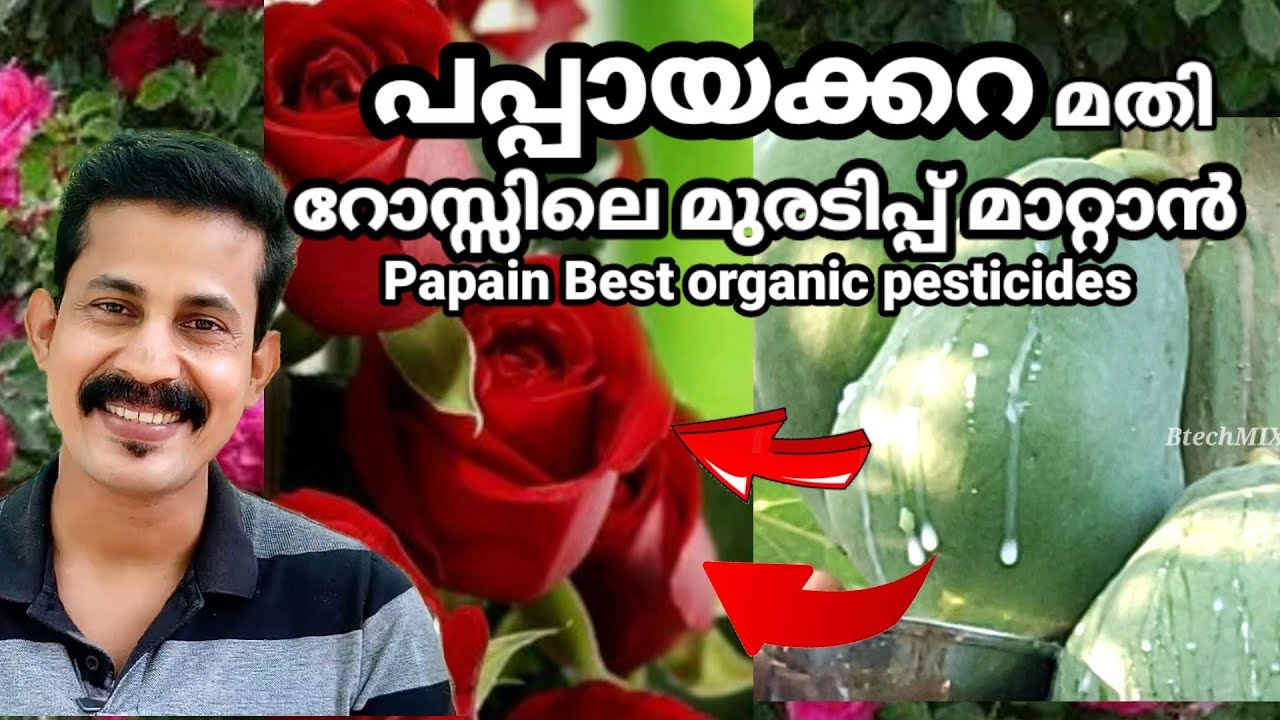 papain pesticides in plants/പപ്പായക്കറ കൊണ്ട് റോസിലെ മുരടിപ്പ് മാറ്റാം / papain/ Btech MIXMEDIA