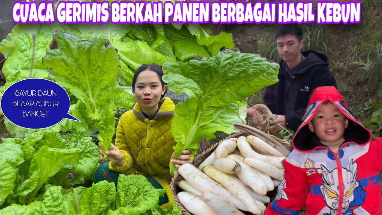 GERIMIS DI DESA TIKA TES PAKAI MANTEL KHAS WARGA SINI, PANEN BANYAK SAYUR DAUN BESAR,LOBAK & PAKCOY 