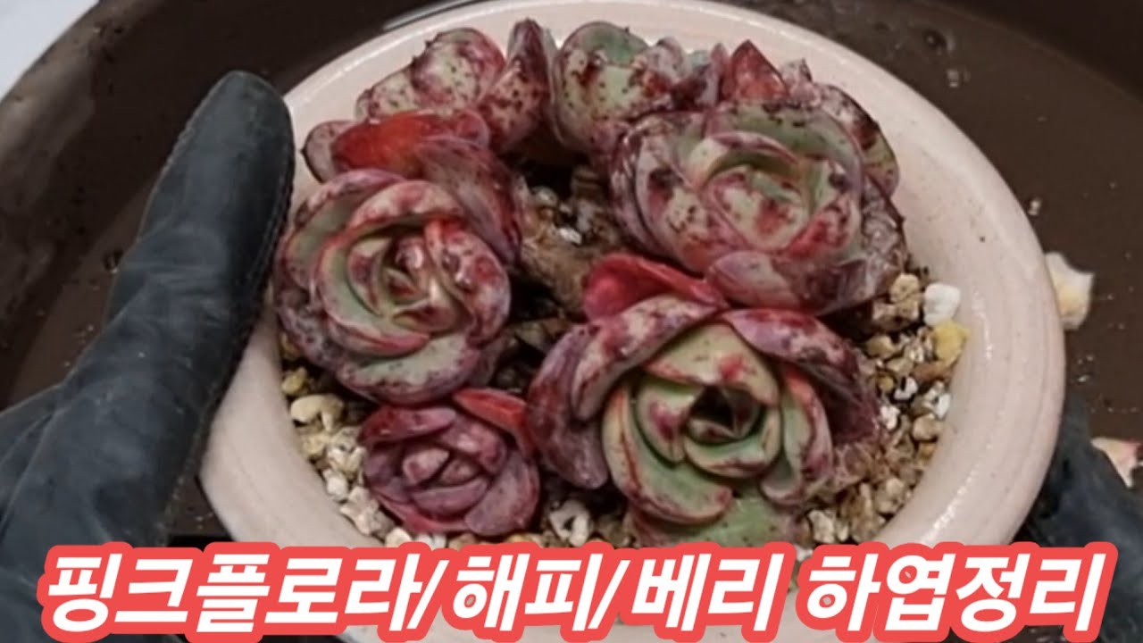 핑크플로라군생, 해피, 베리식재, 매그놀리아 하엽정리 #다육이 #다육식물 #succulent 