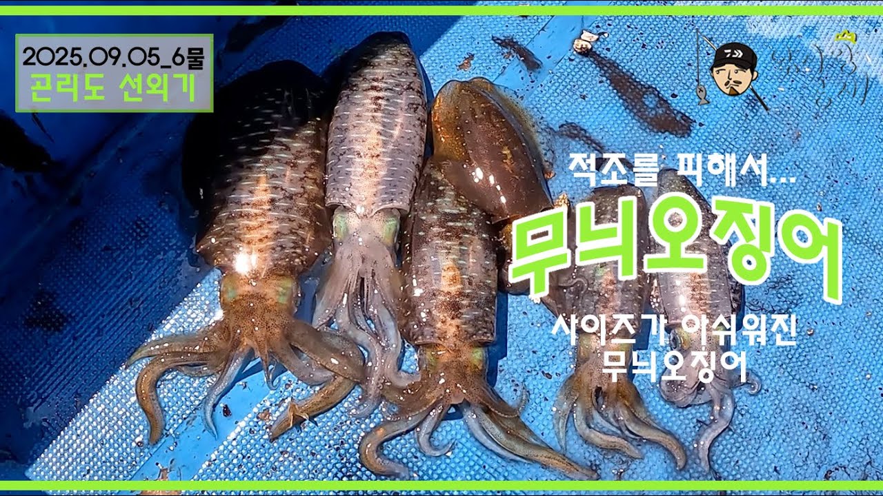 사이즈가 확~ 작아진 무늬오징어 그래도 반갑구나!