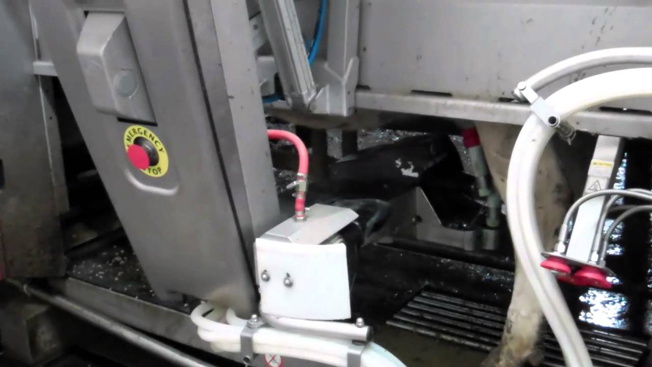 1 year using 2 lely A3 next robots.