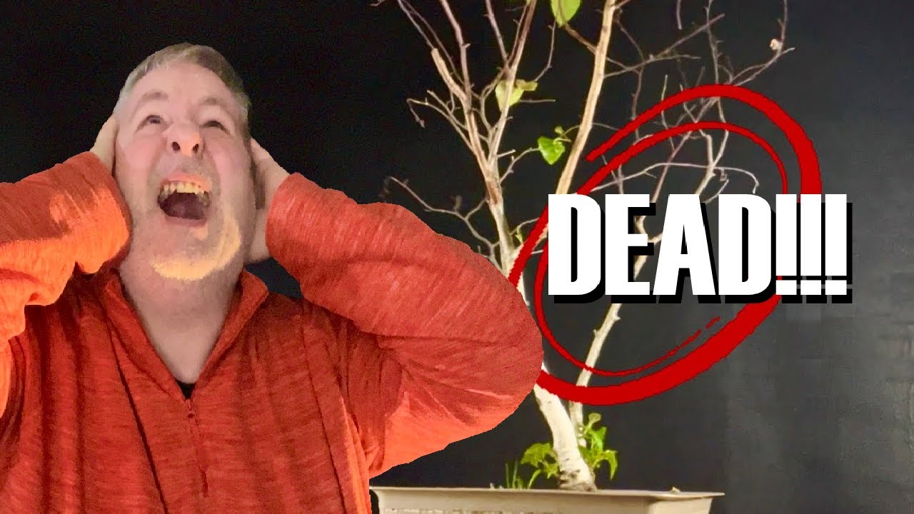 Saving a Struggling Silver Birch Bonsai!
