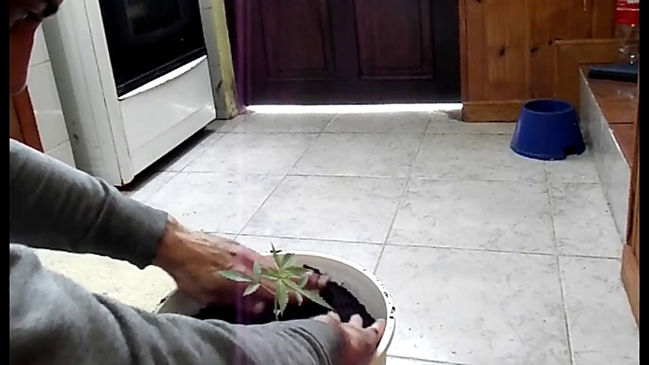 Cultivo natural de cannabis: Trasplante.