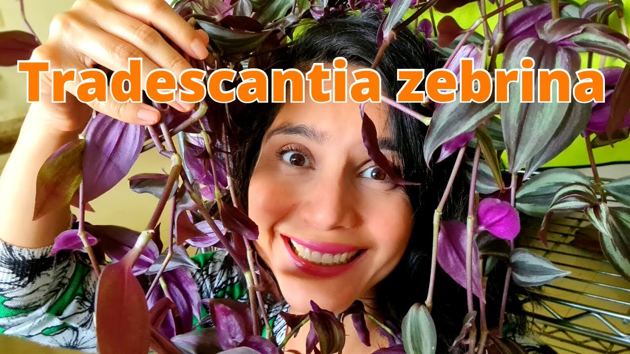 Como deixar lambari roxo (Tradescantia zebrina) lindo! Aprenda a fazer mudas. Cuidados com ela