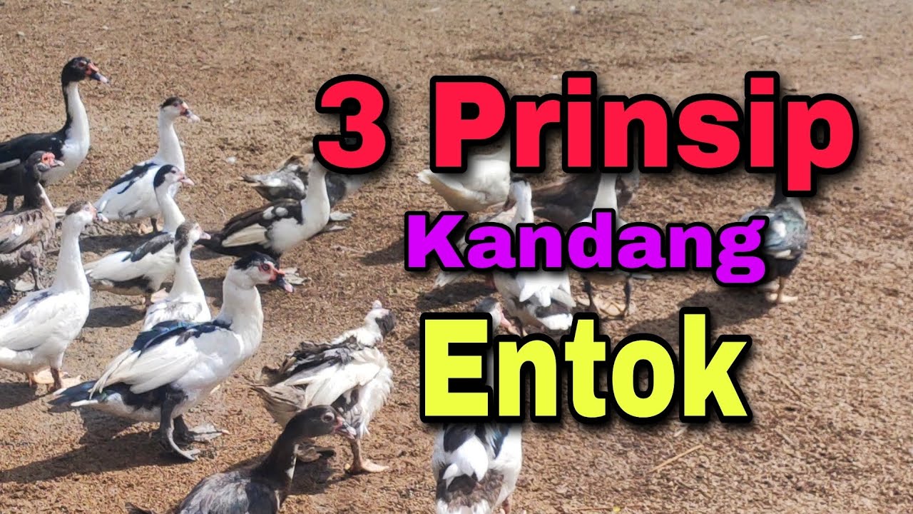Prinsip Kandang Entok yang Wajib Dipatuhi