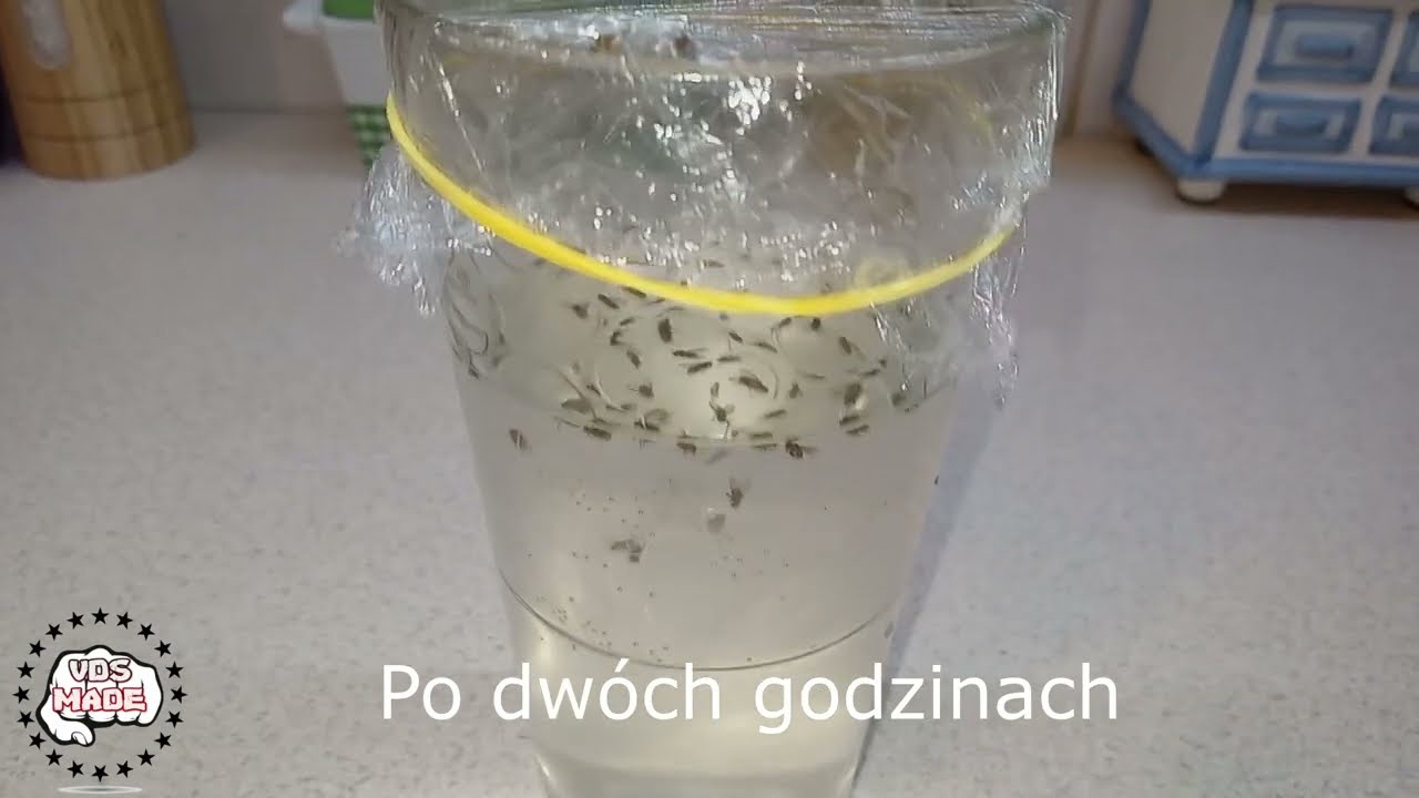 Jak zlikwidować w kuchni muszki owoc&oacute;wki