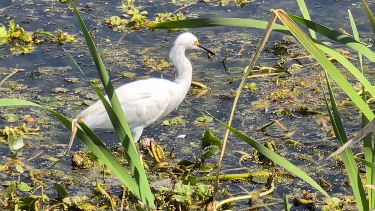 Snowy Egret has Yellow Lores & Feet by American Coots at Orlando Wetlands! Christmas, Florida 