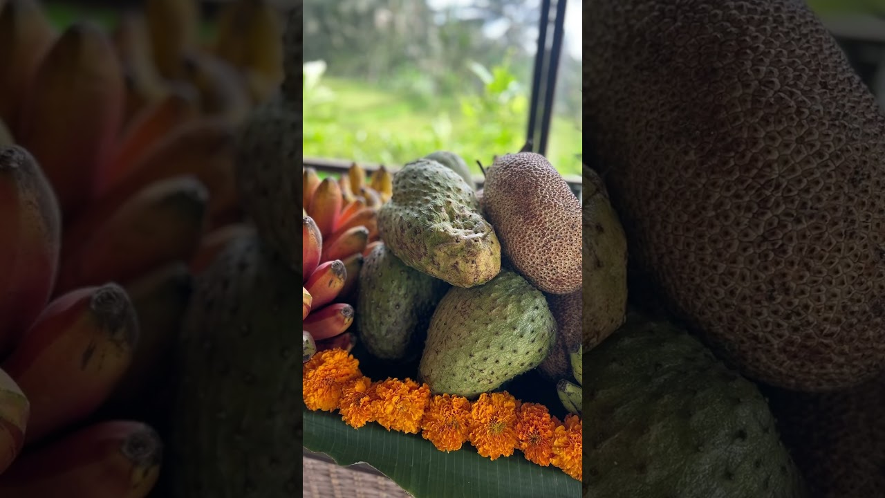 Знаменитый буфет с тропическими фруктами | Фруктовый отдых на Бали от Fitshortie 2026