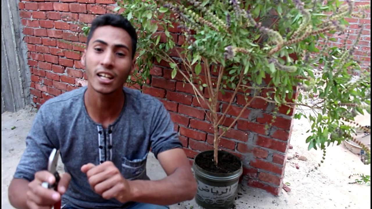 كل ما اروح اشتري نباتات بتذبل مني لما بزرعها!! لازم تشوفوا الفيديو| السبب والحل النهائي